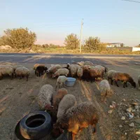 فروش گوسفندزنده باقصاب و باسکول دیجیتال