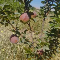 باغچه-ونای-روستای-برکت-آباد