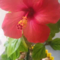 نظافت منزل، راه پله، پارکینگ وغیره