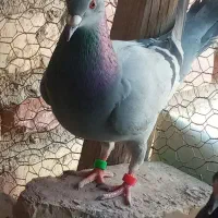 کفتر