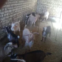 باسلام ۲۵ عدد کره نرو ماده رو هم فروشی سالم