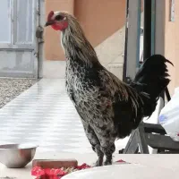 خروس نژاد دار