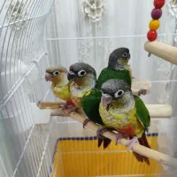 طوطی گرینچیک فول رام 4 عدد