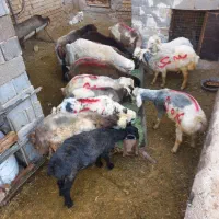 بره.کهره.چاق