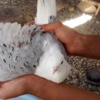 کبوتر