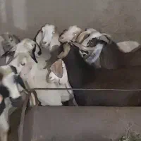 چپش(بز نر)