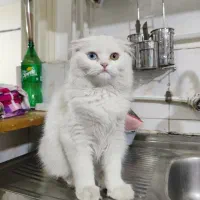 گربه پرشین چشم تا به تا جهت جفتگیری