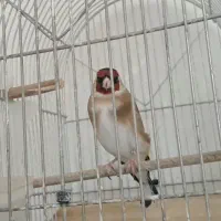 سهره|پرنده|کنگاور, |دیوار