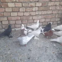 کبوتر|پرنده|مرند, |دیوار