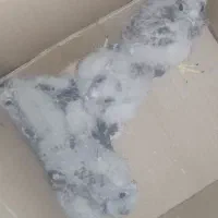 جوجه