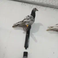 هفرنگ نر و ماده