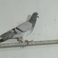 کبوتر دورگ و رنگه پرشی شهرستانی پای دانه 200