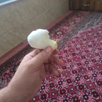 عروس هلندی