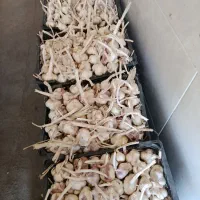 سیر|خوردنی و آشامیدنی|تویسرکان, |دیوار