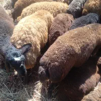 فروش قوچ خوش گوشت