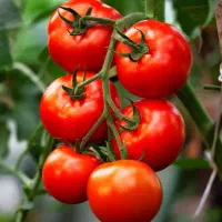 بذر گوجه فرنگی اندروید