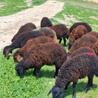 14 راس|حیوانات مزرعه|زنجان, |دیوار
