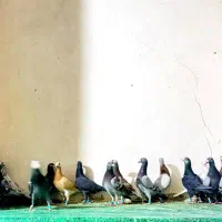 کبوتر زرهی سوسکی همه نر