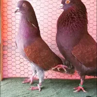 کبوتر گمشده