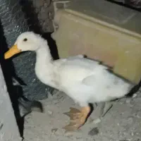 اردک
