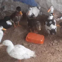 اردک پکنی سالم و معاوضه