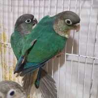 گرینچیک تراکوییس یلوساید و نرمال آناناسی دبل رد