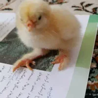 جوجه مرغ سه روزه امروک،برهما غاز و ایام سمانی