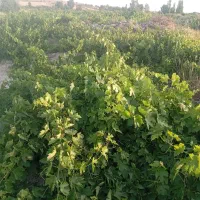 قوره|خوردنی و آشامیدنی|قروه, |دیوار