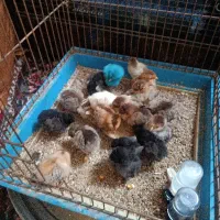 جوجه محلی گلپایگانی حراج