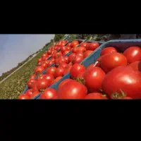 دستگاه آبگیری گوجه فرنگی