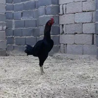 مرغ خروس لاری