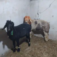 بره .میش.