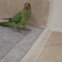 جوجه طوطی ملنگو صدرا