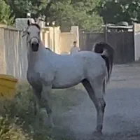 اسب نریان