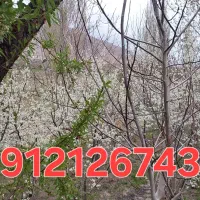 سیمکارت کد ۱ ریز بدون زنگخور
