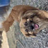 سگ  پا کوتاه خانگی (مناسب حیاط و آپارتمان )