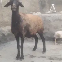 شیشک ابستن