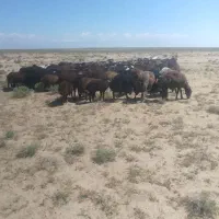 بره نر