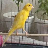 قناری نر طلایی کشیده و پابلند سالم و جوان بخون