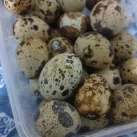 تخم بلدرچین خوراکی و نطفه دار