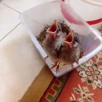 جوجه قناری