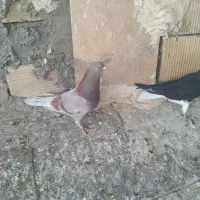دوعدد کفتر درجه یک
