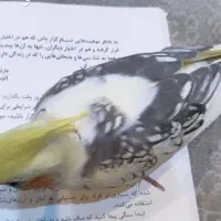 عروس هلندی