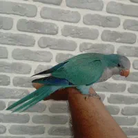 طوطی جوجه کواکر راهب ابی