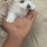 توله پامر ،رنگ سفید ،باهوش.هردو نر هستن