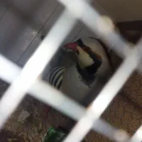 کپگ
