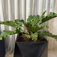 گیاه بسیار خاص و کلکسیونی انتریوم موج عشق