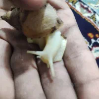 حلزون اچاتینا