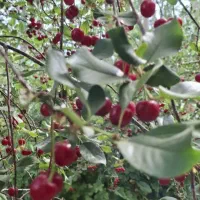 آلبالو درشت گیلاسی درجه یک