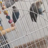 طوطی برزیلی